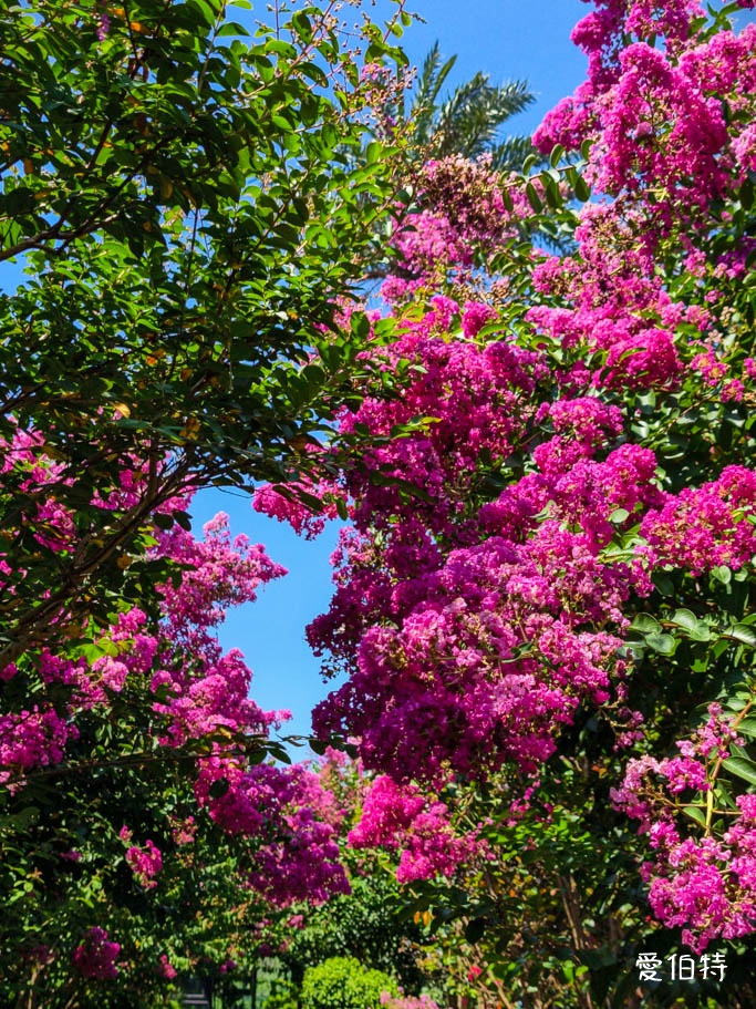 中壢免費賞花景點｜青青里山園藝