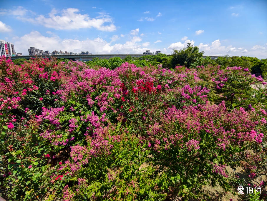 中壢免費賞花景點｜青青里山園藝