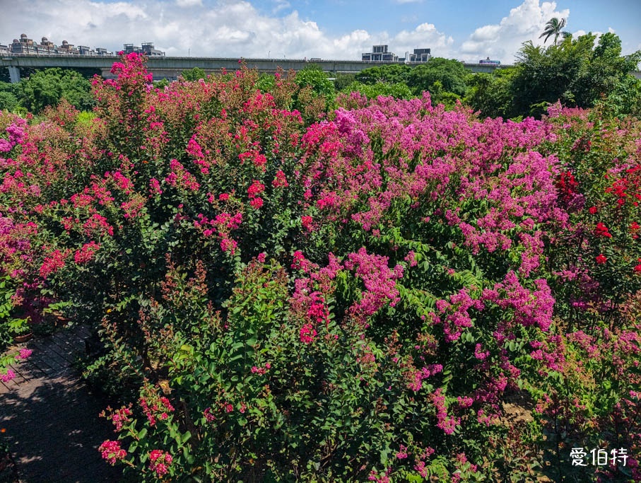 中壢免費賞花景點｜青青里山園藝