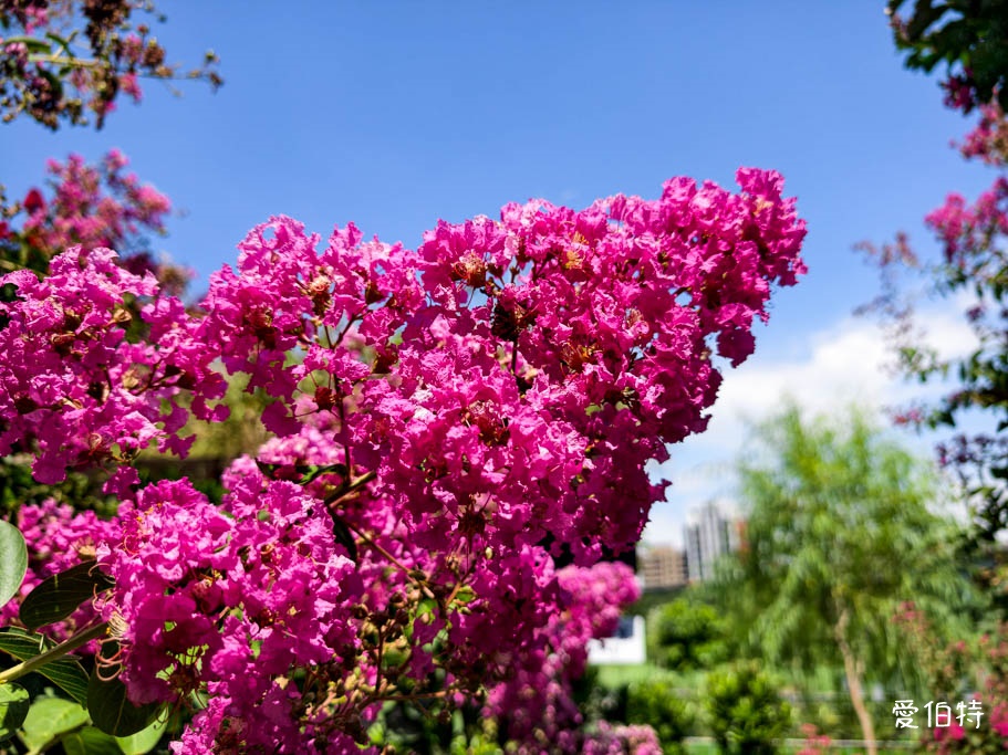 中壢免費賞花景點｜青青里山園藝