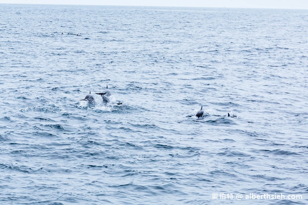 宜蘭賞鯨推薦.龜山島賞鯨繞島牛奶海(新福豐168賞鯨豚,不誇張直接看到整群五百隻海豚!) @愛伯特