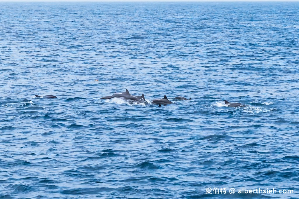 宜蘭賞鯨推薦.龜山島賞鯨繞島牛奶海(新福豐168賞鯨豚,不誇張直接看到整群五百隻海豚!) @愛伯特