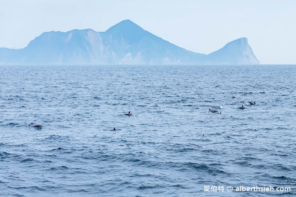 宜蘭賞鯨推薦．龜山島賞鯨繞島牛奶海（新福豐168賞鯨豚，不誇張直接看到整群五百隻海豚！） @愛伯特