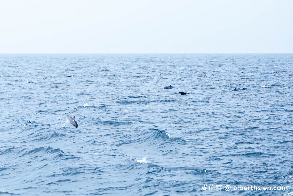 宜蘭賞鯨推薦.龜山島賞鯨繞島牛奶海(新福豐168賞鯨豚,不誇張直接看到整群五百隻海豚!) @愛伯特