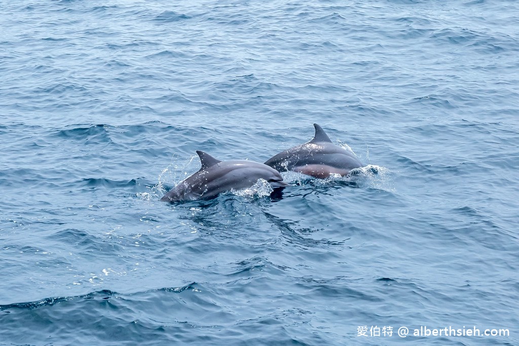 宜蘭賞鯨推薦.龜山島賞鯨繞島牛奶海(新福豐168賞鯨豚,不誇張直接看到整群五百隻海豚!) @愛伯特