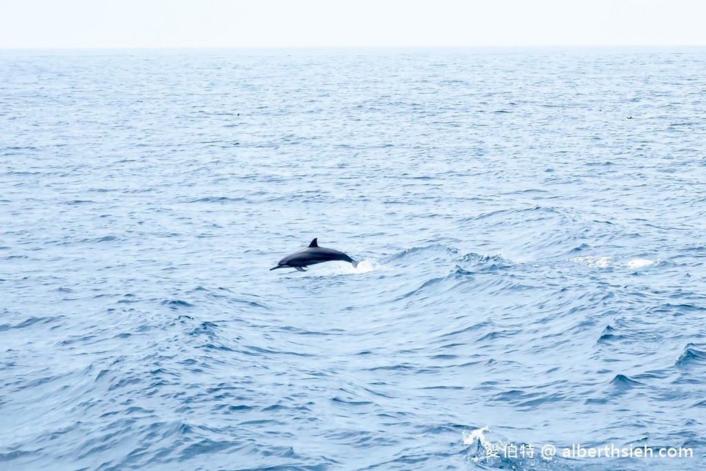 宜蘭賞鯨推薦.龜山島賞鯨繞島牛奶海(新福豐168賞鯨豚,不誇張直接看到整群五百隻海豚!) @愛伯特