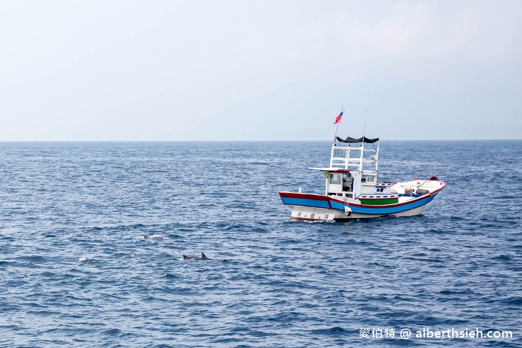 宜蘭賞鯨推薦.龜山島賞鯨繞島牛奶海(新福豐168賞鯨豚,不誇張直接看到整群五百隻海豚!) @愛伯特