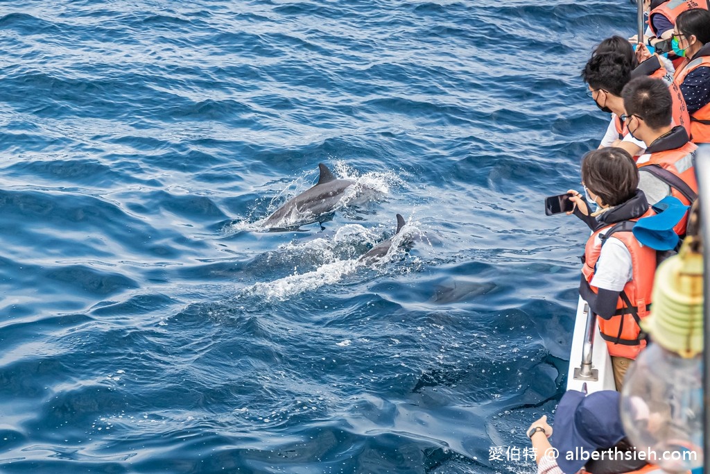 宜蘭賞鯨推薦.龜山島賞鯨繞島牛奶海(新福豐168賞鯨豚,不誇張直接看到整群五百隻海豚!) @愛伯特