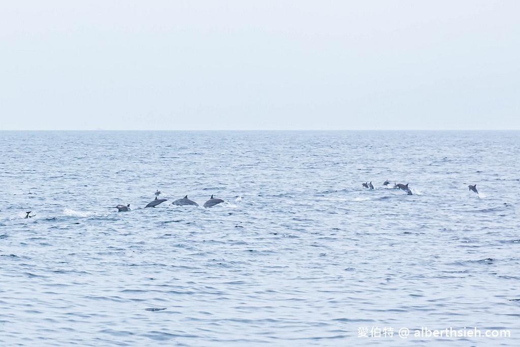 宜蘭賞鯨推薦.龜山島賞鯨繞島牛奶海(新福豐168賞鯨豚,不誇張直接看到整群五百隻海豚!) @愛伯特