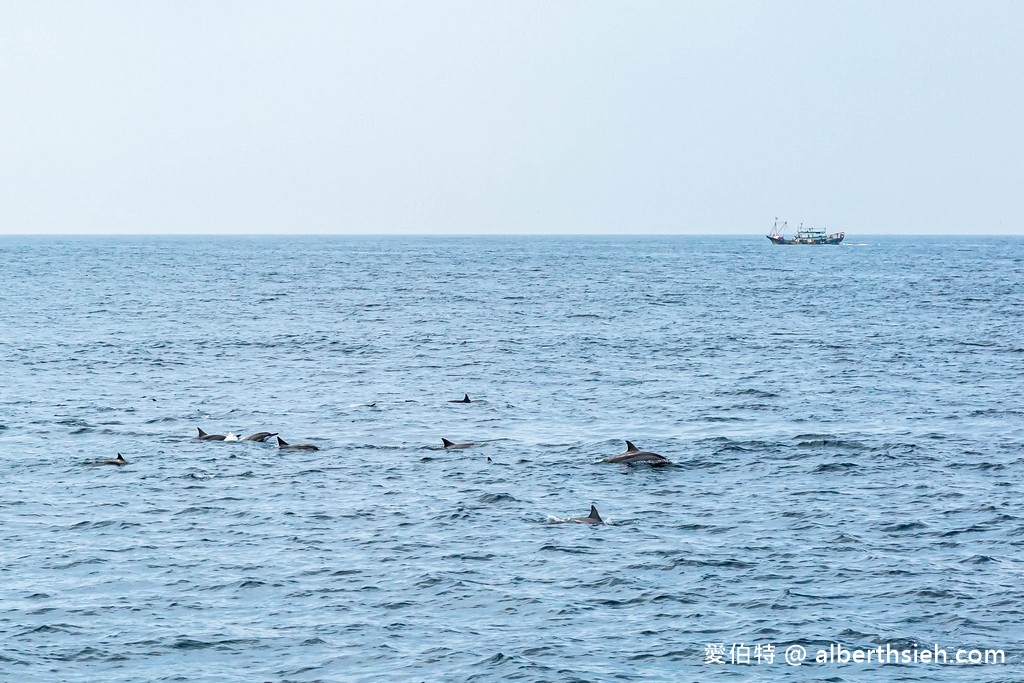 宜蘭賞鯨推薦.龜山島賞鯨繞島牛奶海(新福豐168賞鯨豚,不誇張直接看到整群五百隻海豚!) @愛伯特