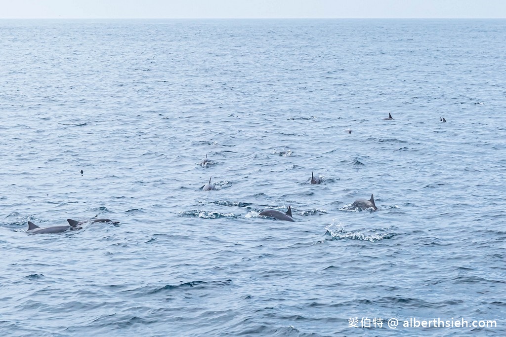 宜蘭賞鯨推薦.龜山島賞鯨繞島牛奶海(新福豐168賞鯨豚,不誇張直接看到整群五百隻海豚!) @愛伯特