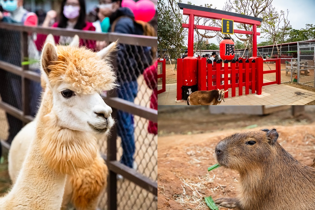 埔心牧場萌萌村．桃園親子景點（優惠門票，桃園動物園，水豚君、羊駝、梅花鹿） @愛伯特