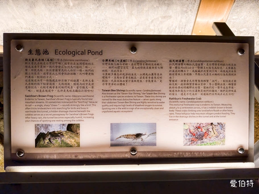 桃園大溪景點推薦｜舊百吉隧道，神隱少女風、全齡森林步道半日遊