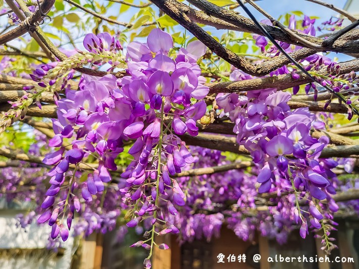 新埔紫藤居．新竹賞花景點（私人民宅大心免費讓大家欣賞紫色瀑布） @愛伯特