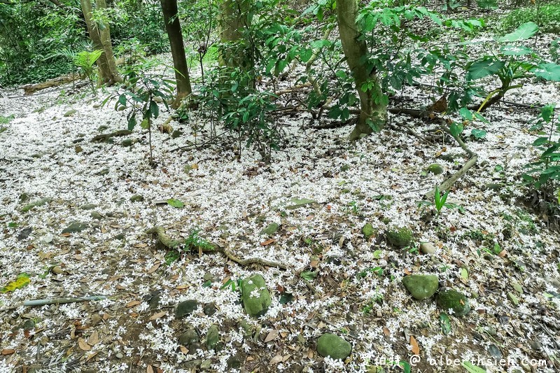 虎頭山公園．桃園親子景點（桃園的後花園運動健身賞桐花） @愛伯特