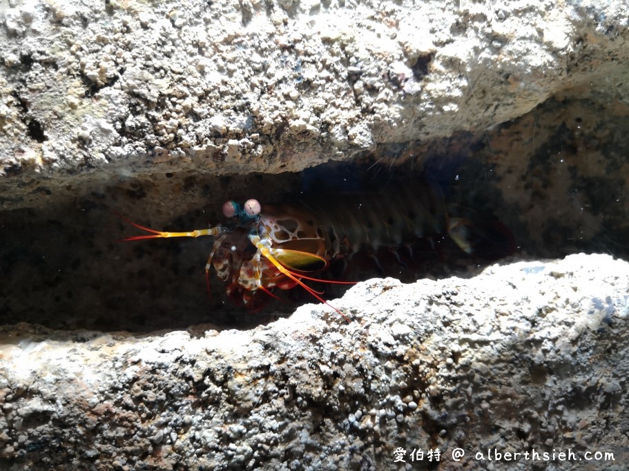 桃園水族館Xpark青埔水生公園（票價預購，飯店住宿，如何前往，周邊停車，週邊景點） @愛伯特