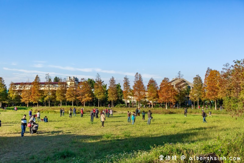 大溪龍潭一日遊．落羽松石門水庫賞楓（楓葉/梅花/落羽松/大草坪/美景/美食通通包） @愛伯特