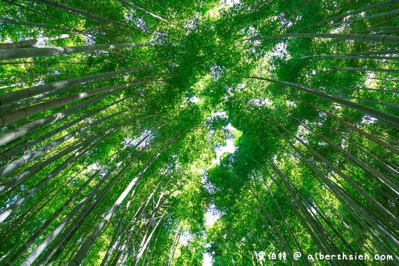 京都嵐山景點．嵯峨野嵐山竹林小徑（聆聽翠竹的嘎嘎沙沙聲響的美妙旋律） @愛伯特