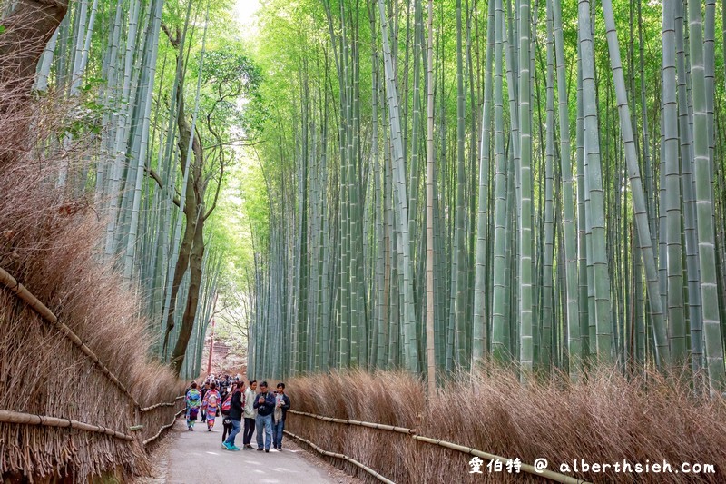 京都嵐山景點．嵯峨野嵐山竹林小徑（聆聽翠竹的嘎嘎沙沙聲響的美妙旋律） @愛伯特