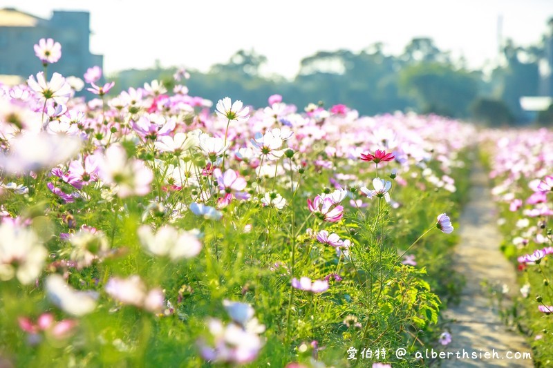 中壢中興路波斯菊花海（農田休耕的美麗波斯菊秘境花海） @愛伯特