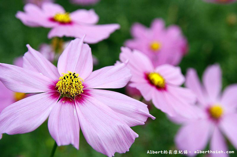 【無料花賞】桃園大溪．台七線美麗花海（遇見生活中的小確幸） @愛伯特