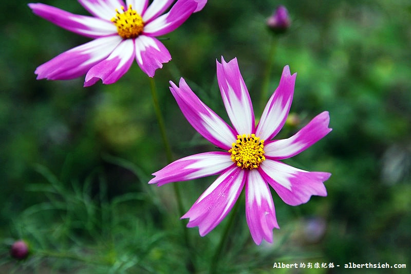 【無料花賞】桃園市．田園花海季（向日葵花海超美） @愛伯特