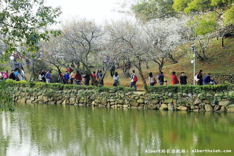 【梅花】桃園復興．角板山公園&#038;蔣公行館（白瓣黃蕊的梅花，如雪如霧吐芳香） @愛伯特