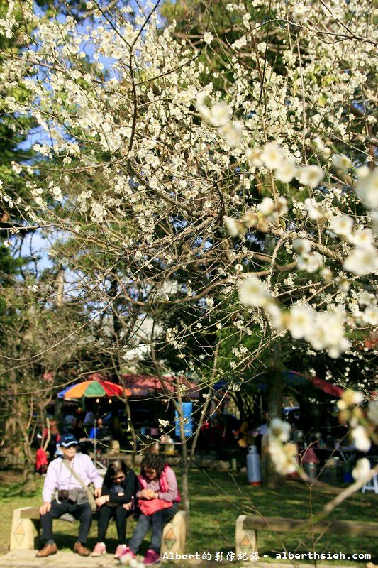 【梅花】桃園復興．角板山公園&#038;蔣公行館（白瓣黃蕊的梅花，如雪如霧吐芳香） @愛伯特