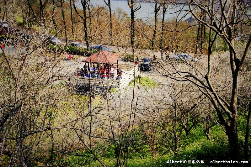 石門水庫槭林步道．桃園大溪賞梅（楓紅梅白交錯，有如詩情畫意的美麗） @愛伯特