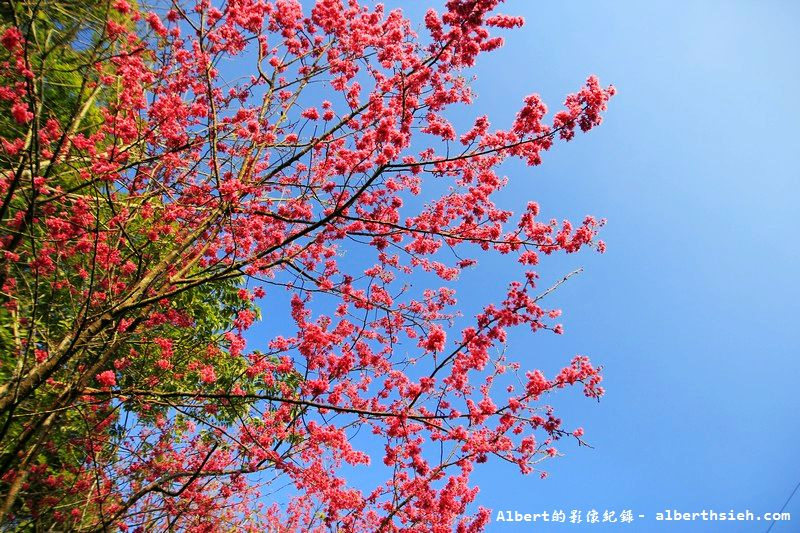 桃119線山櫻花．桃園復興成福道路（山景配山櫻讓眼睛放鬆一下） @愛伯特