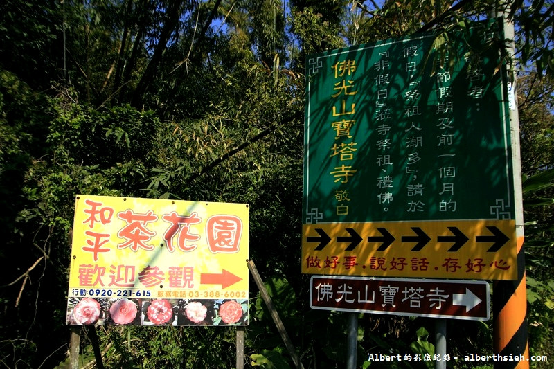 桃園大溪．和平茶花園（春節期間討喜又應景的花朵） @愛伯特