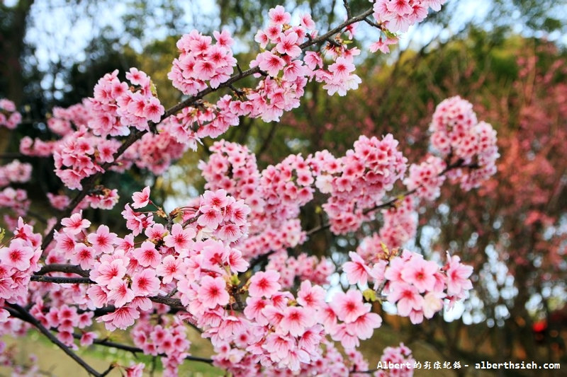 桃園龜山．壽山櫻花園（櫻花綻放盛開，櫻花瓣瓣落下超美麗） @愛伯特