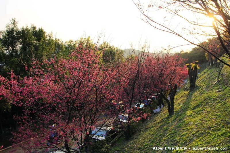 桃園龜山．壽山櫻花園（櫻花綻放盛開，櫻花瓣瓣落下超美麗） @愛伯特