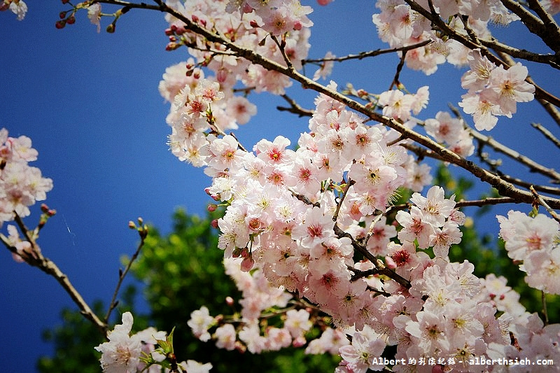 桃園龜山．壽山櫻花園（櫻花綻放盛開，櫻花瓣瓣落下超美麗） @愛伯特