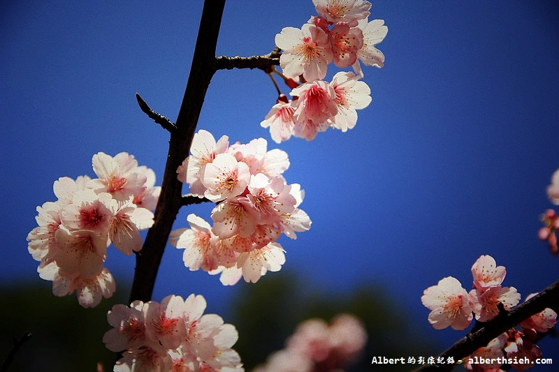 桃園龜山．壽山櫻花園（櫻花綻放盛開，櫻花瓣瓣落下超美麗） @愛伯特