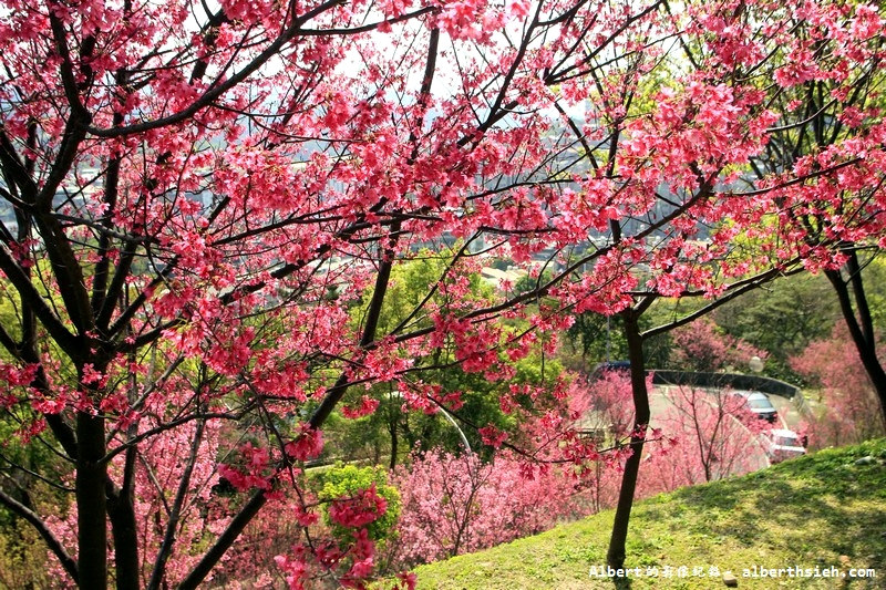 桃園龜山．壽山櫻花園（櫻花綻放盛開，櫻花瓣瓣落下超美麗） @愛伯特