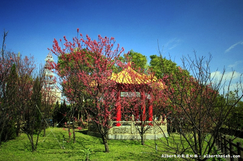 桃園龜山．壽山櫻花園（櫻花綻放盛開，櫻花瓣瓣落下超美麗） @愛伯特