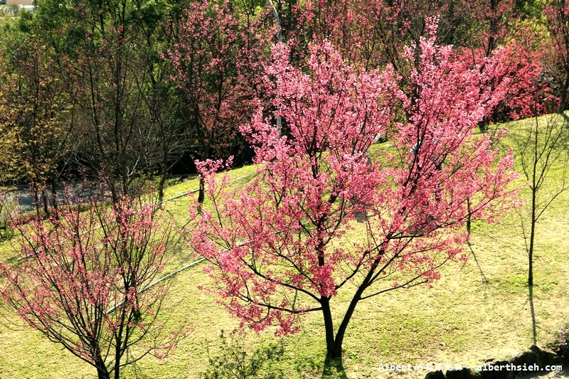 桃園龜山．壽山櫻花園（櫻花綻放盛開，櫻花瓣瓣落下超美麗） @愛伯特