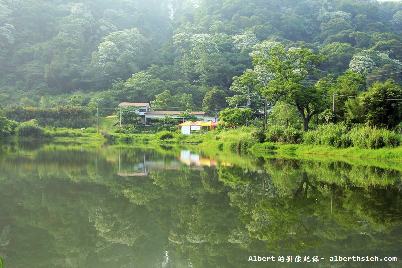 桃園賞油桐花推薦景點．大溪十一指古道（古道前段就超美，距離大溪老街只要10分鐘，百年茄苳樹必看） @愛伯特