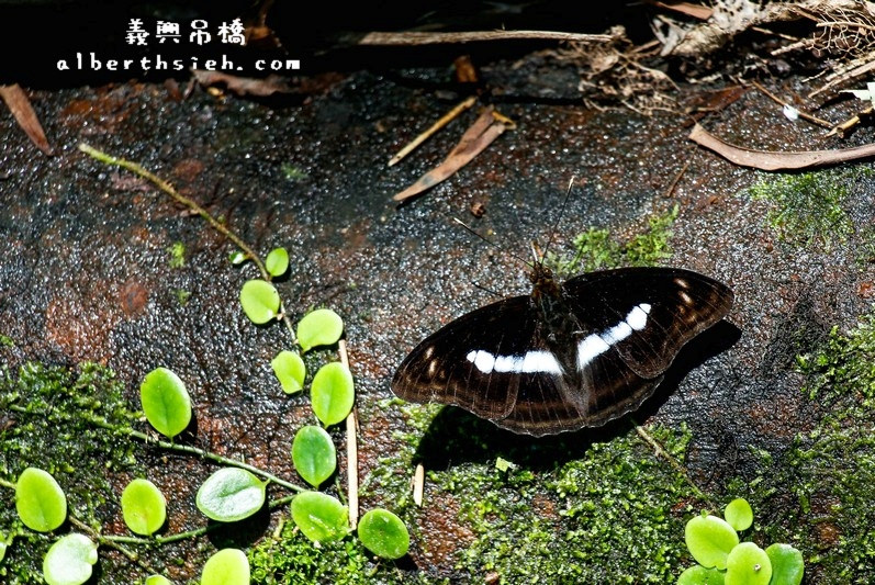 義興吊橋．桃園復興景點（賽德克巴萊彩虹橋，15層樓高200公尺長） @愛伯特