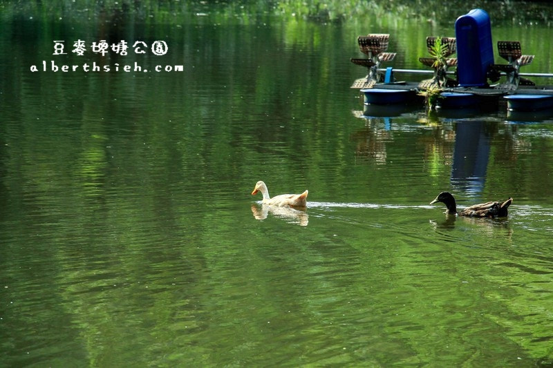 豆麥埤塘生態公園．桃園大溪景點（童話仙境般的秘境） @愛伯特