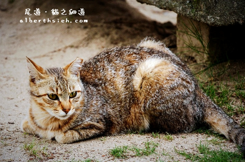貓之細道．廣島尾道景點（因北川景子拍攝相機廣告大紅） @愛伯特