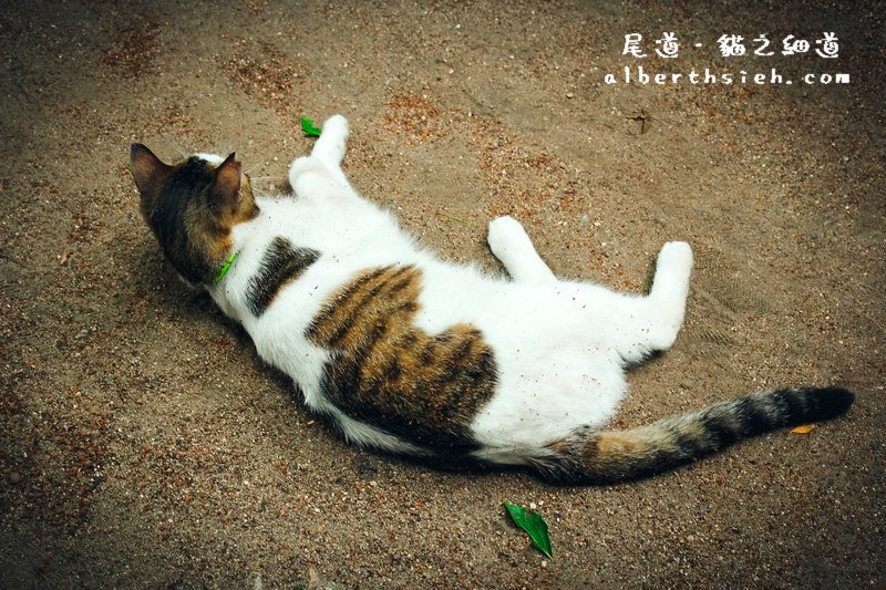 貓之細道．廣島尾道景點（因北川景子拍攝相機廣告大紅） @愛伯特