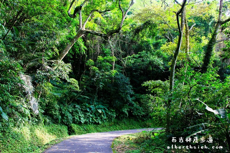 百吉林蔭步道．桃園大溪景點（充滿鳥鳴聲的好走平緩步道） @愛伯特