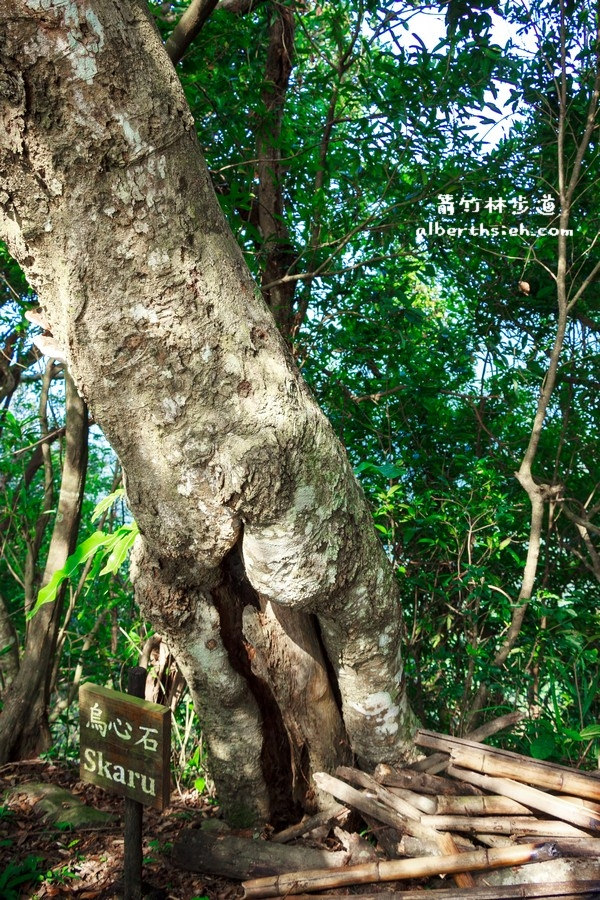 【嘎色鬧部落】桃園復興．箭竹林步道（生態植物以及狩獵體驗園區） @愛伯特