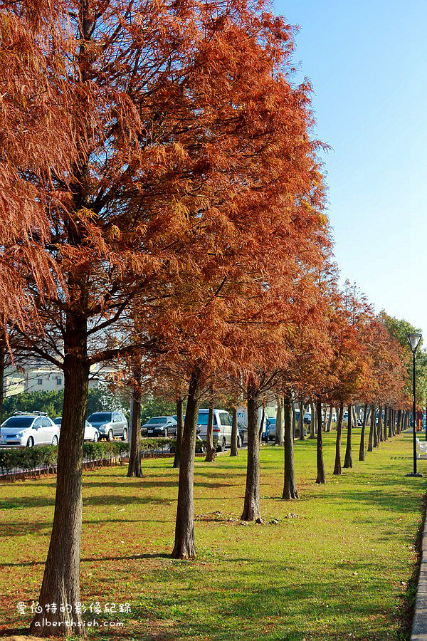 桃園落羽松推薦．玉山公園落羽松（桃園市區公園內的秋金黃冬褐紅林蔭大道） @愛伯特