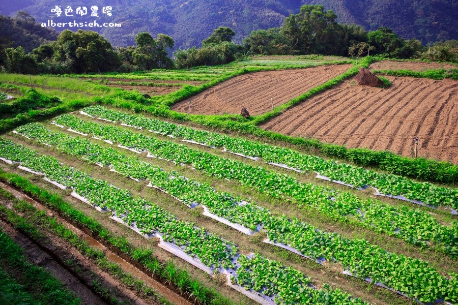 【嘎色鬧部落】桃園復興．箭竹林步道（生態植物以及狩獵體驗園區） @愛伯特