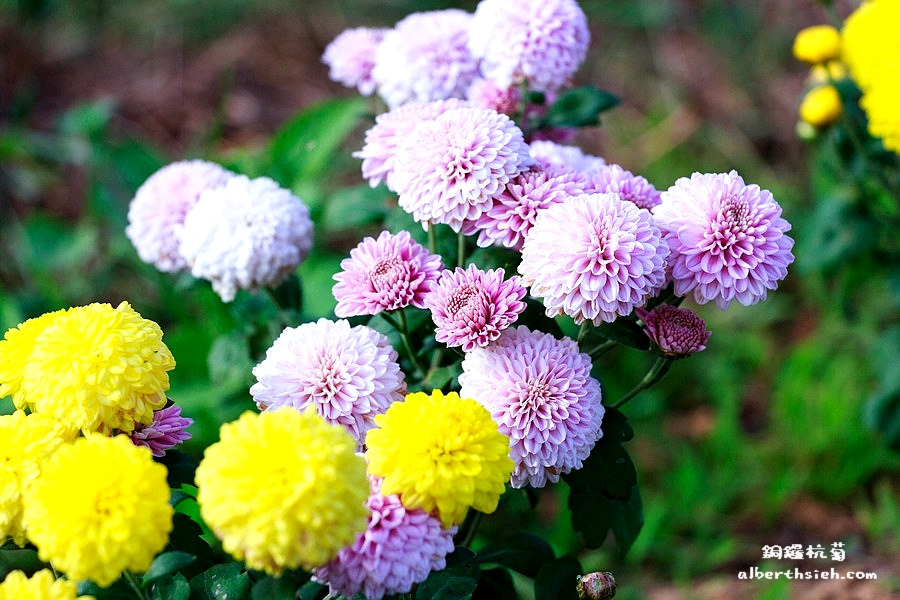 苗栗銅鑼景點．九湖村杭菊（像棉花球般的十一月雪） @愛伯特