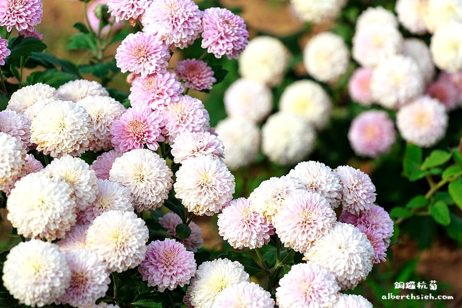 苗栗銅鑼景點．九湖村杭菊（像棉花球般的十一月雪） @愛伯特