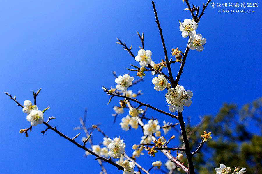 角板山行館梅花季．桃園復興景點（梅園花況即時影像，撲鼻聞著梅花香採著白雪賞梅趣） @愛伯特